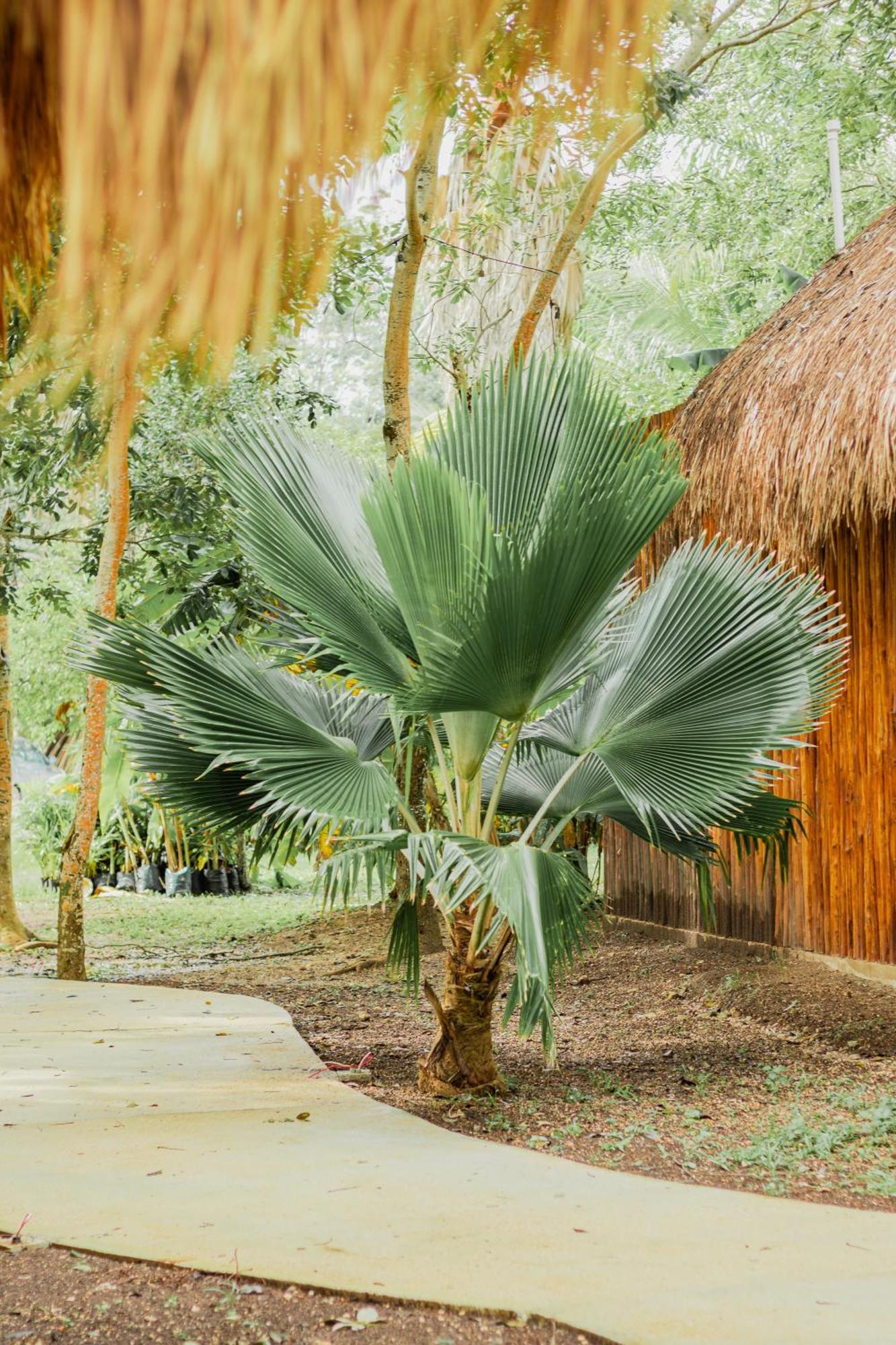 Mayan Playa バカラル エクステリア 写真